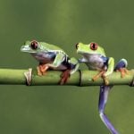 treefrog therapeutics cell therapy parkinsons disease