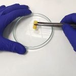 biomaterial capable of regenerating bones