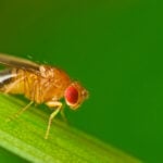 Drosophila fruit fly